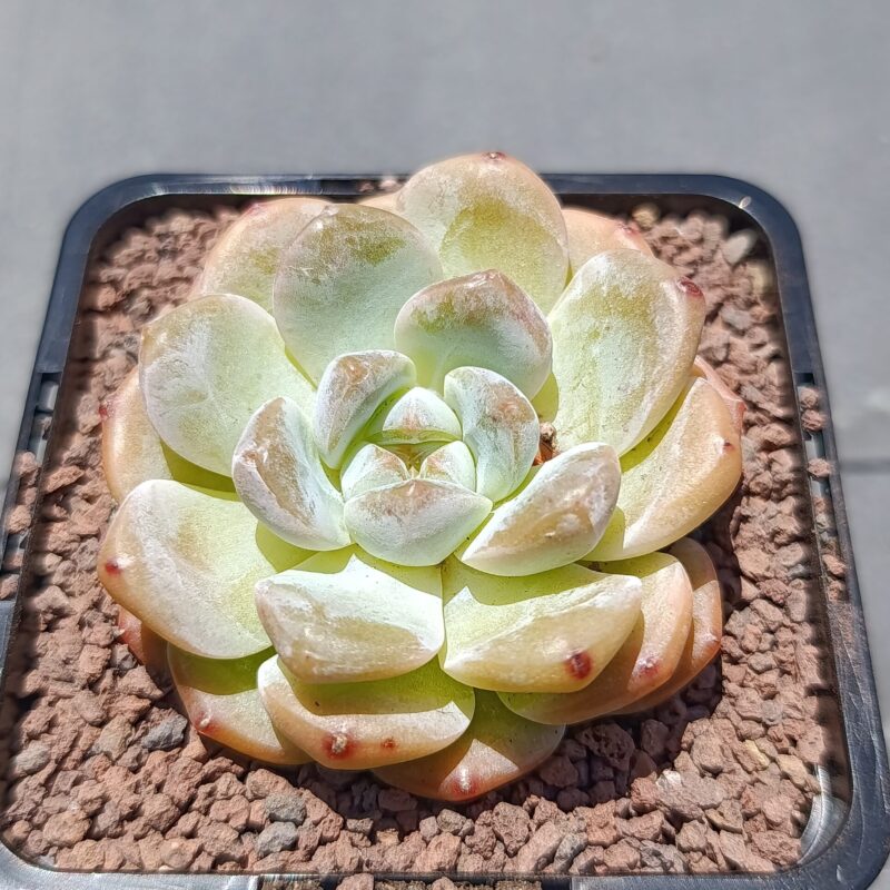 Echeveria all star