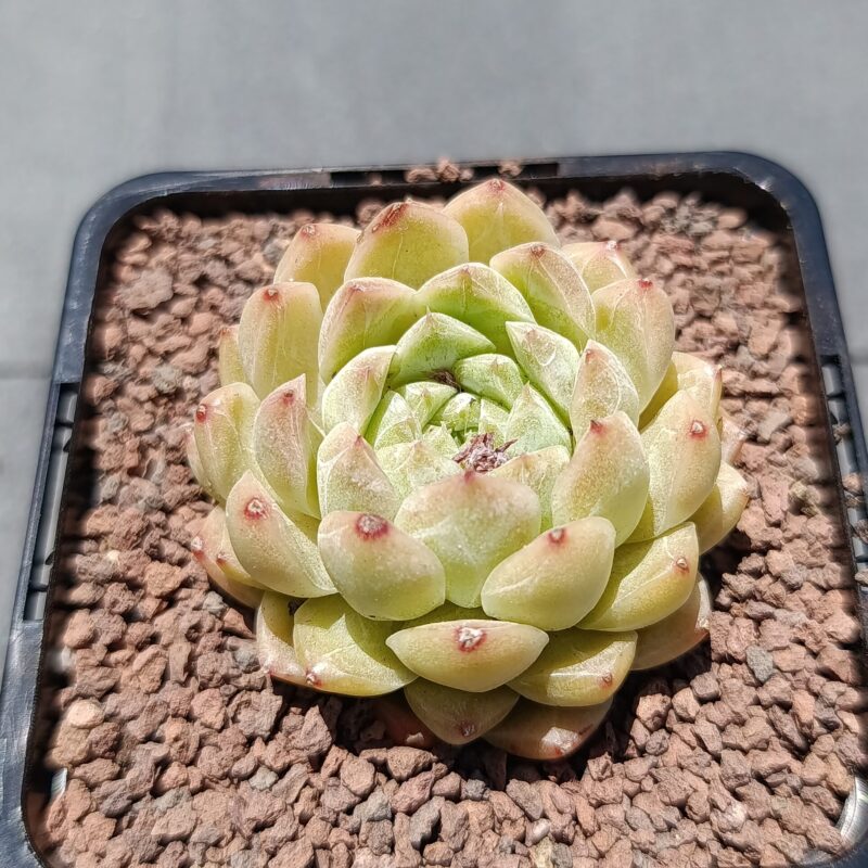 Echeveria hyalina E. Walther