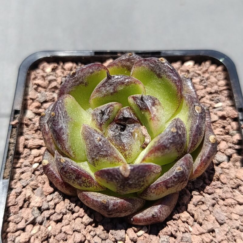 Echeveria xuanwu