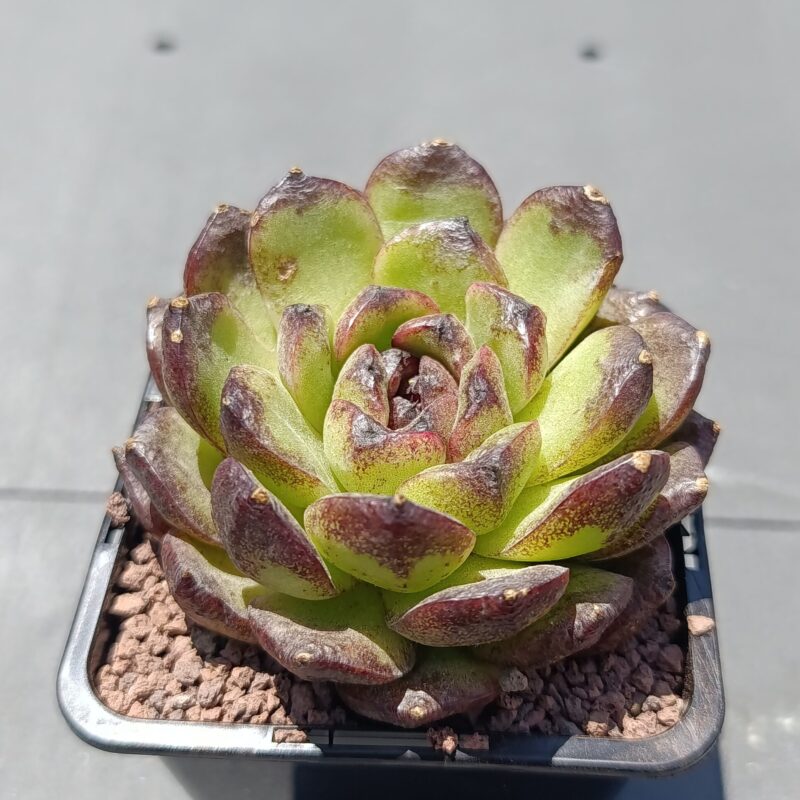 Echeveria sugar heart chocolate