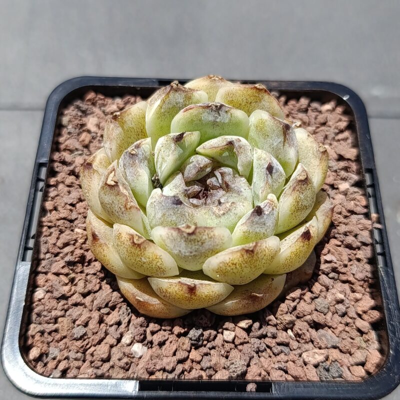 Echeveria zi xia