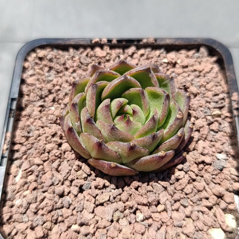 Echeveria moonstone