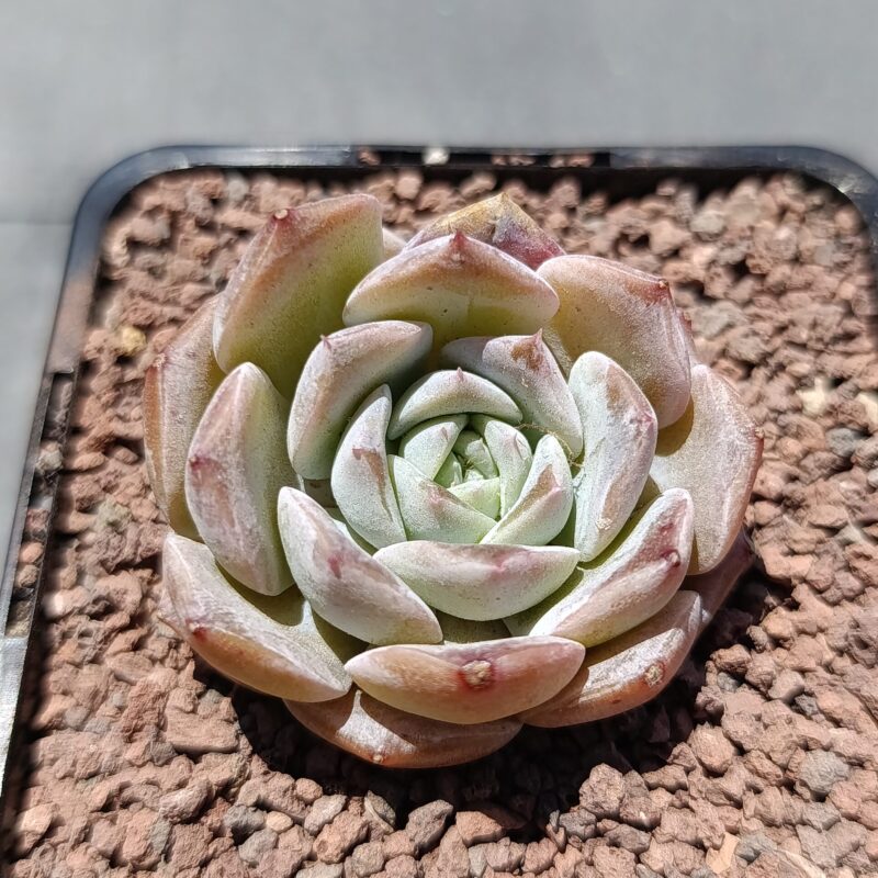 Echeveria ice soul