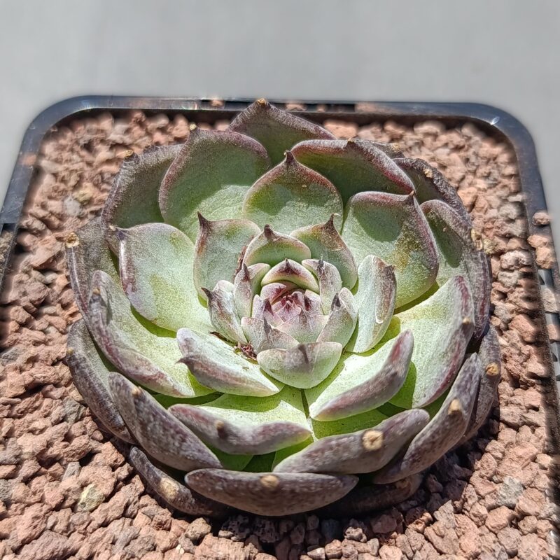 Echeveria blueenchantress