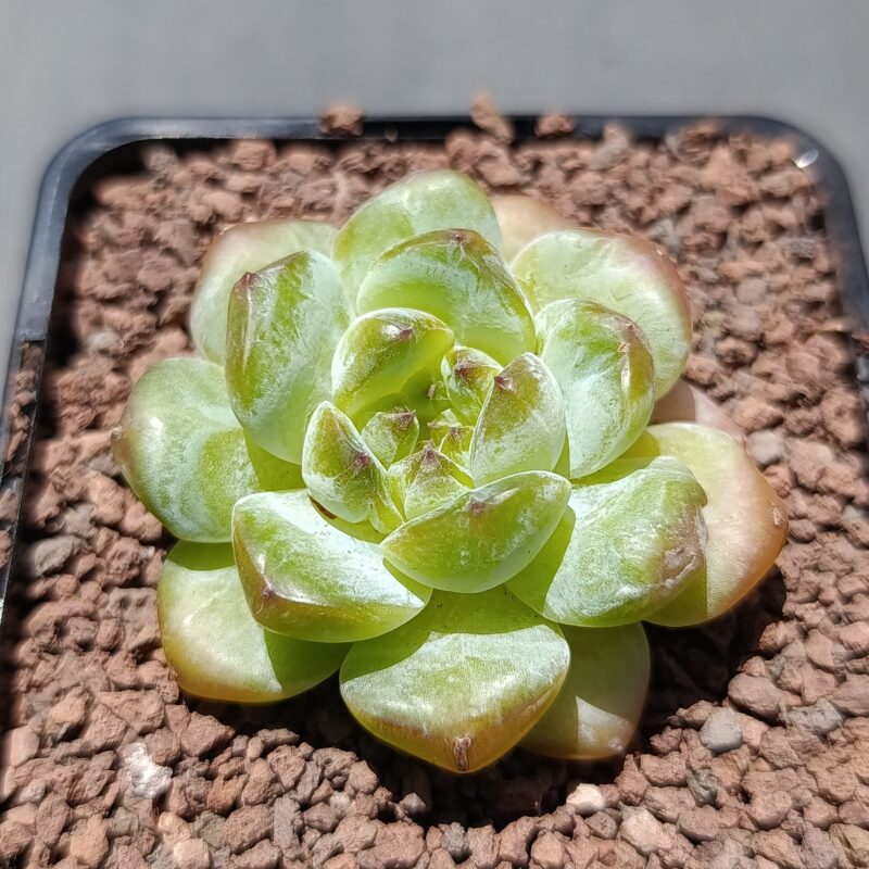 Echeveria iceice