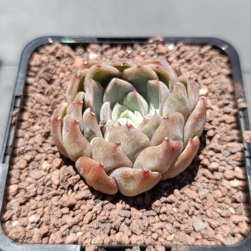 Echeveria dragon scales fruit