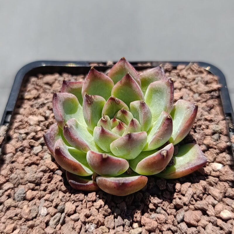 Echeveria demon fire