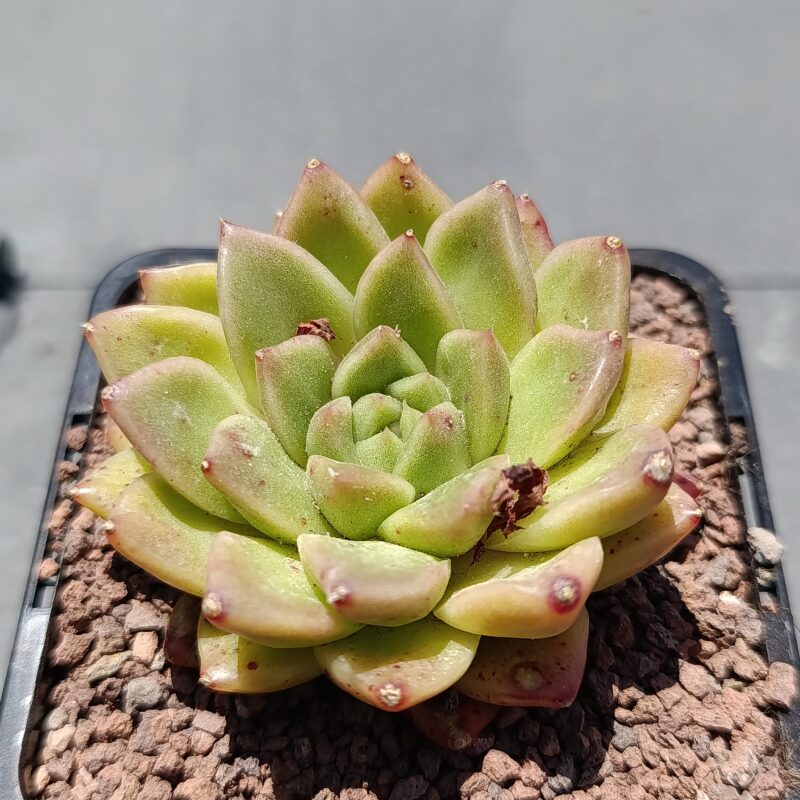 Echeveria durian pastry