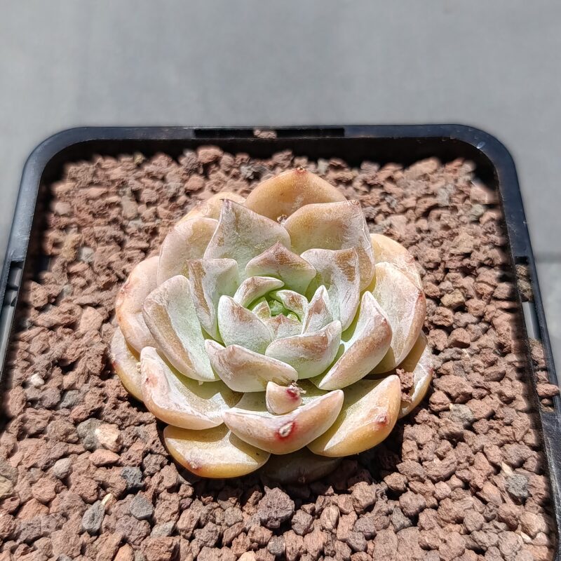 Echeveria rosaria
