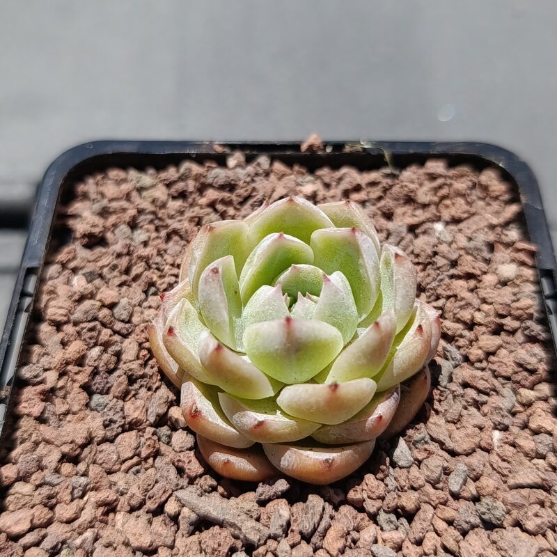 Echeveria lonly star