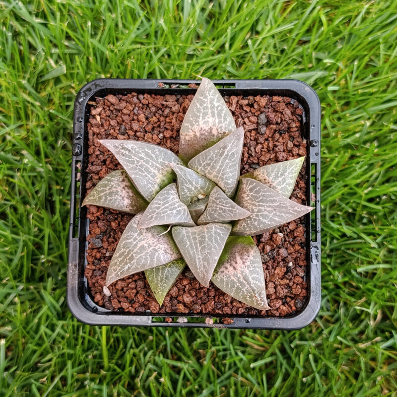 Haworthia hibrida