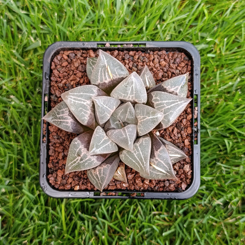 Haworthia hibrida