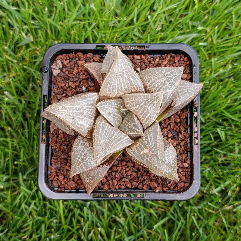 Haworthia hibrida
