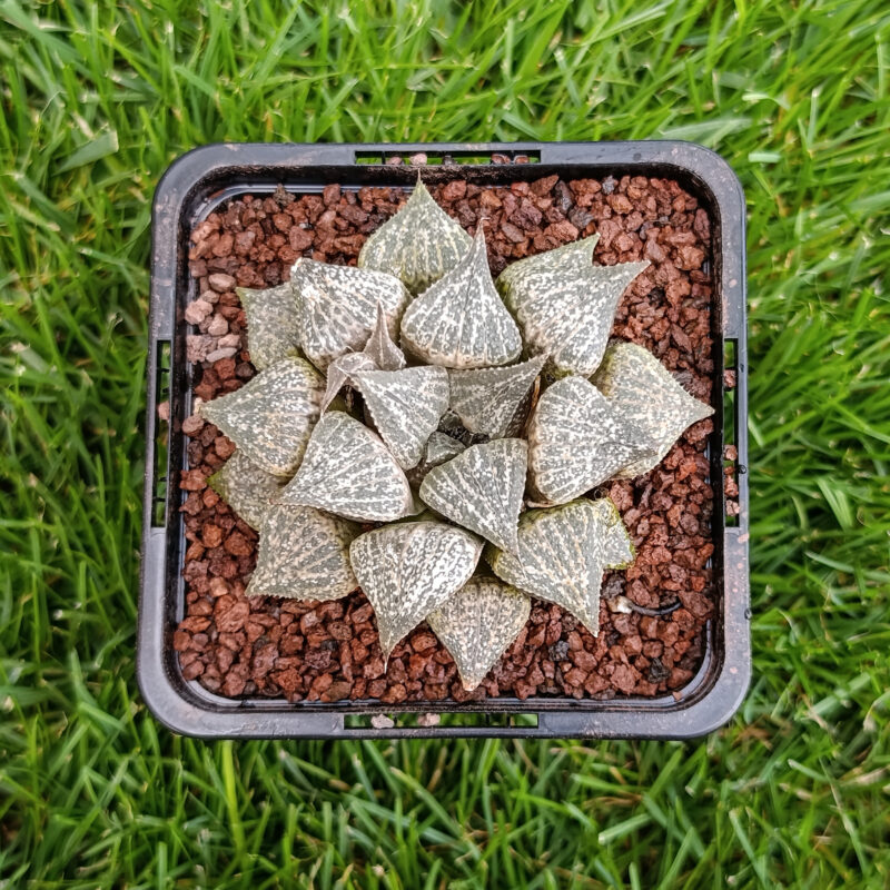 Haworthia hibrida