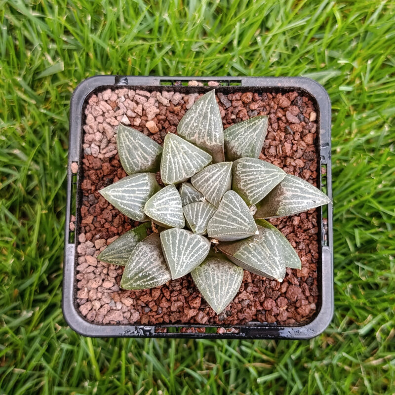 Haworthia hibrida