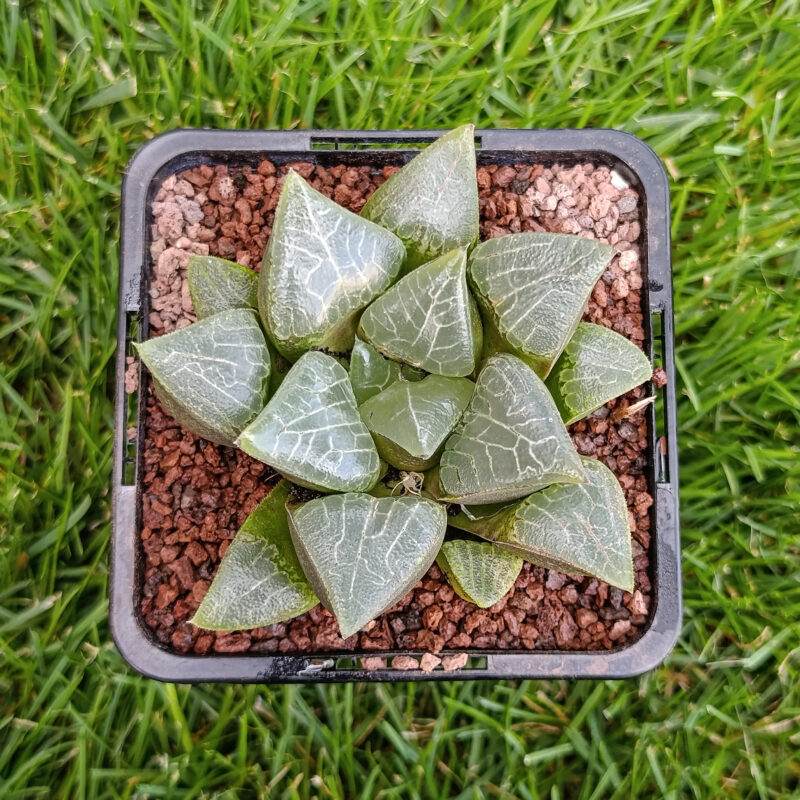 Haworthia hibrida