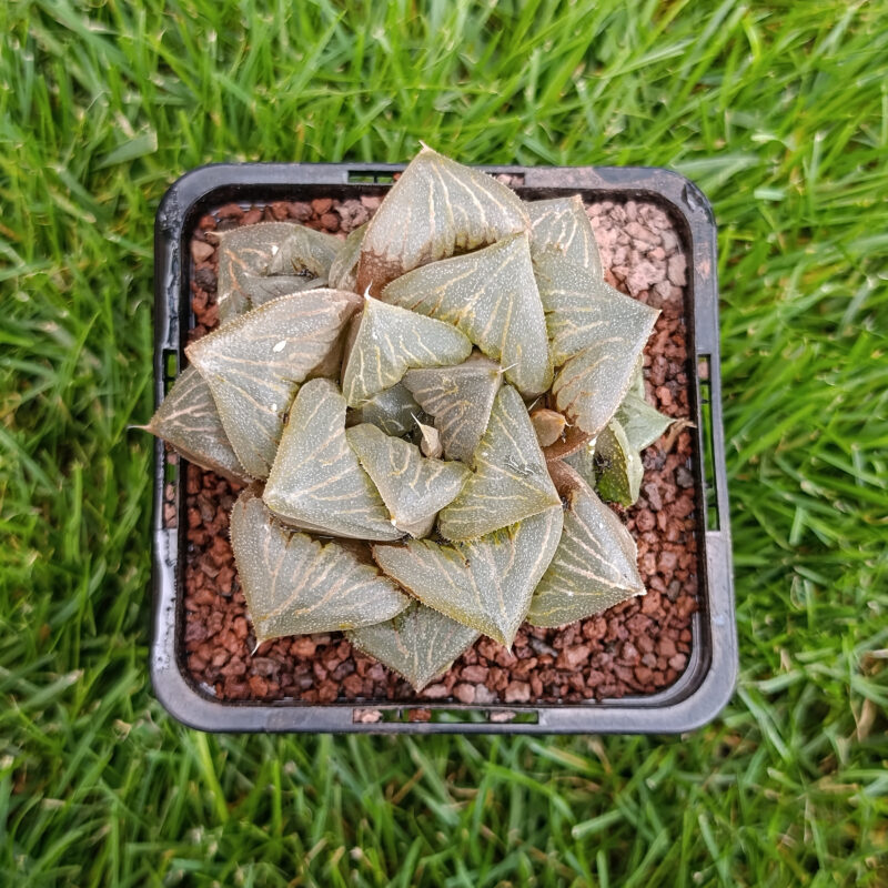 Haworthia hibrida