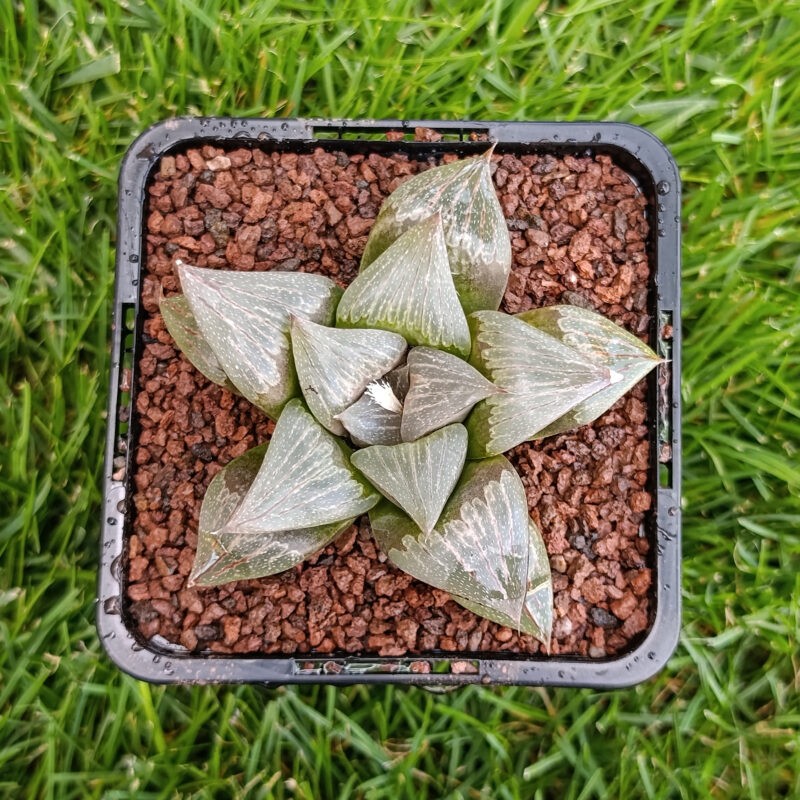 Haworthia hibrida