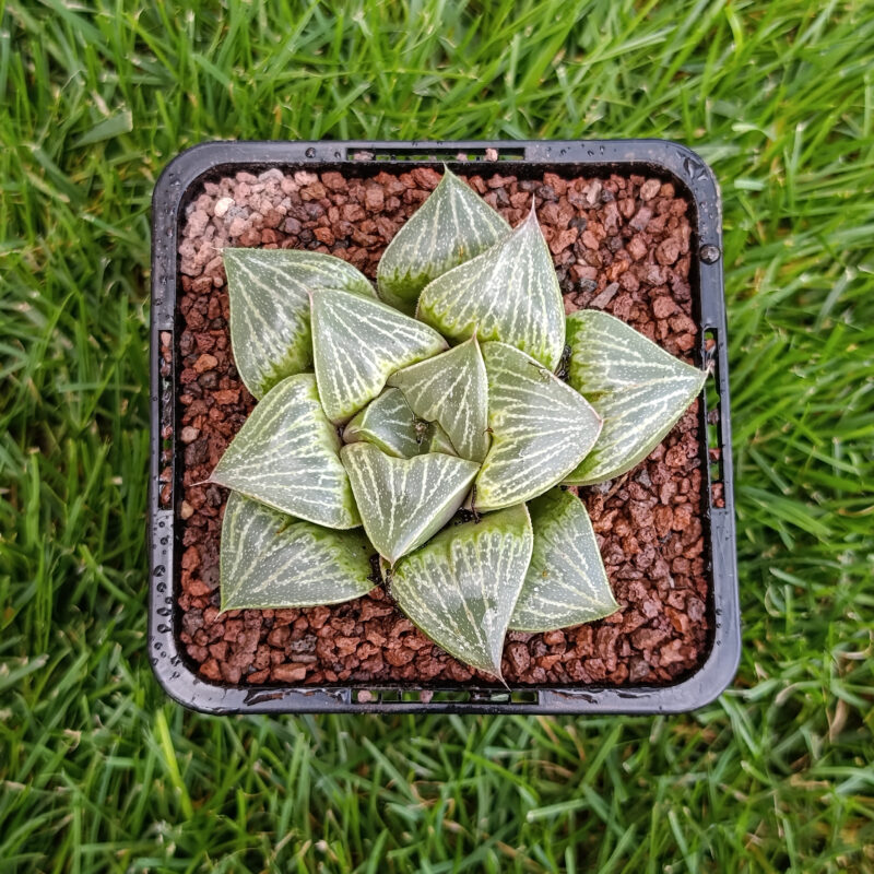 Haworthia hibrida
