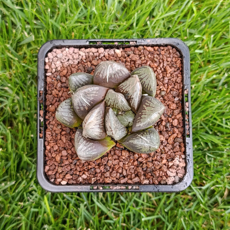 Haworthia teru tiger