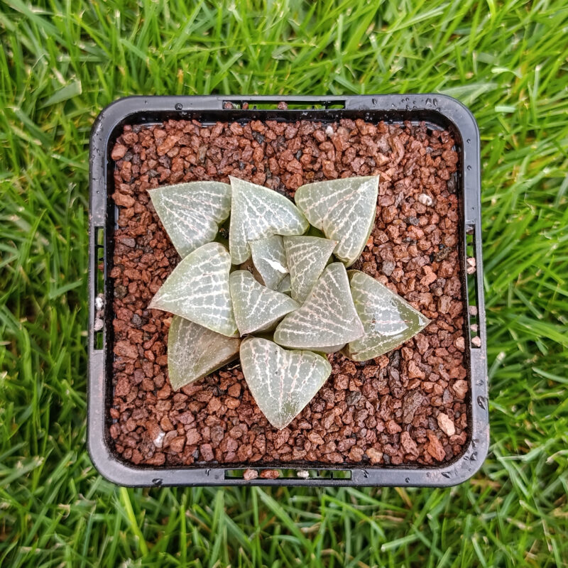 Haworthia hibrida
