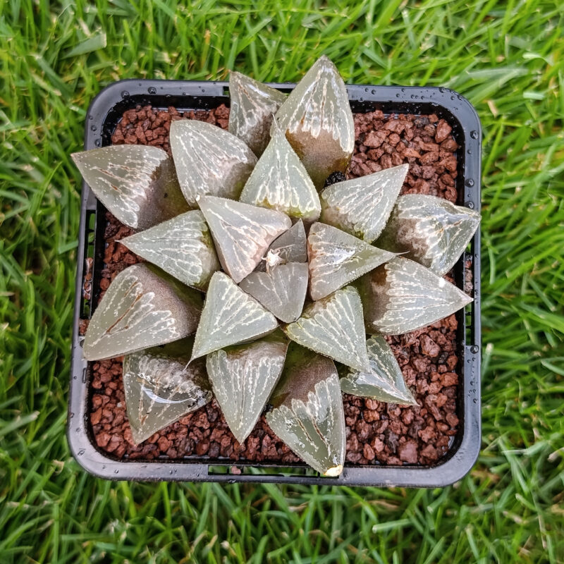 Haworthia hibrida