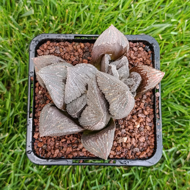 Haworthia hibrida