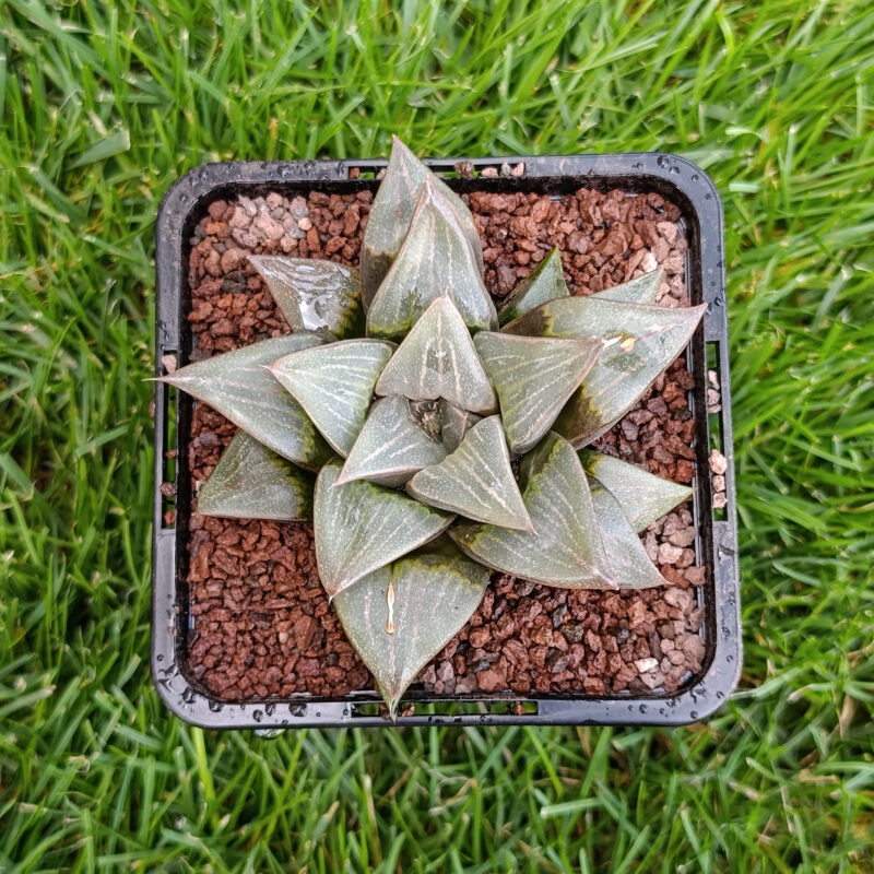 Haworthia hibrida