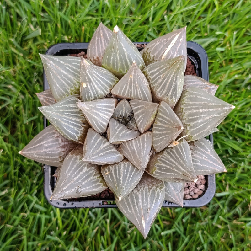 Haworthia hibrida