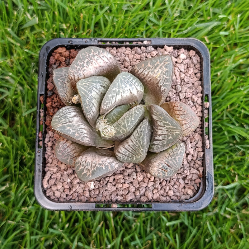 Haworthia hibrida