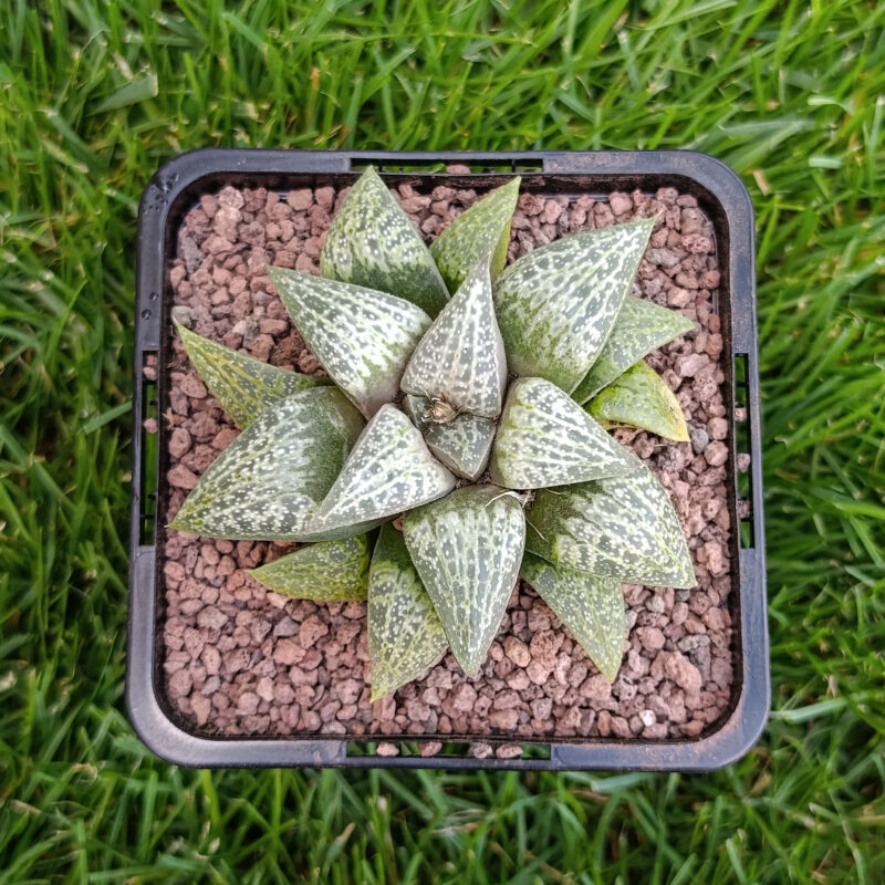 Haworthia hibrida