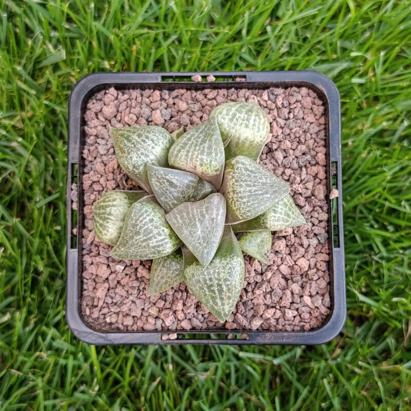Haworthia hibrida