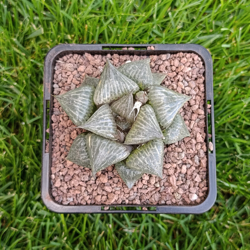 Haworthia hibrida