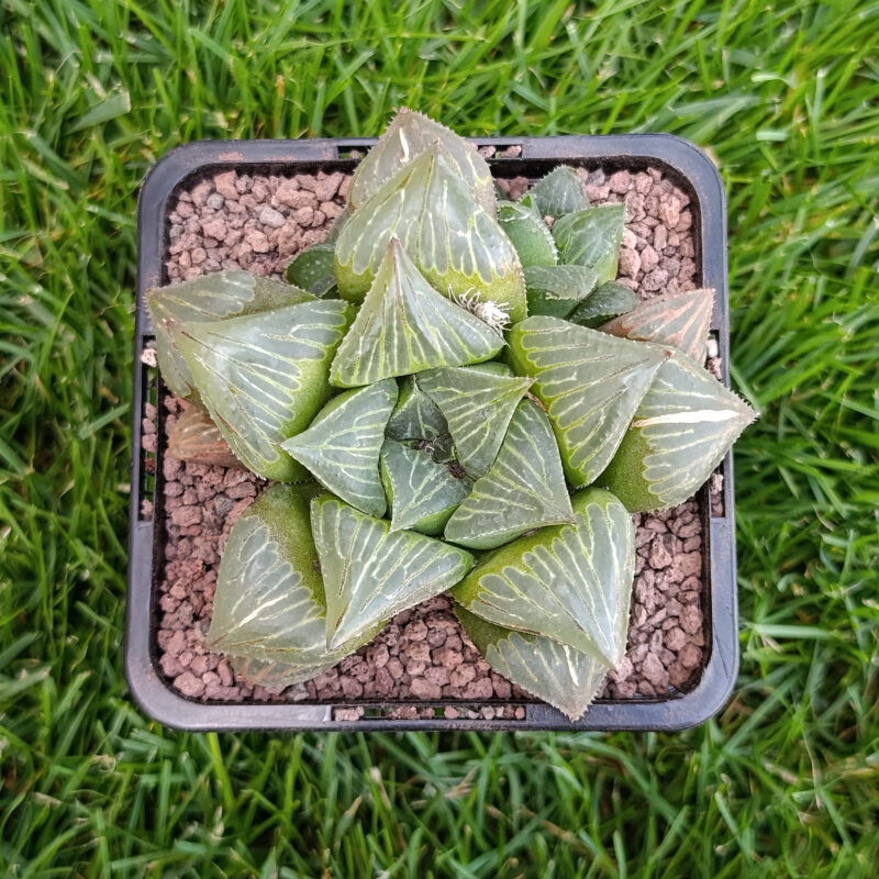 Haworthia hibrida