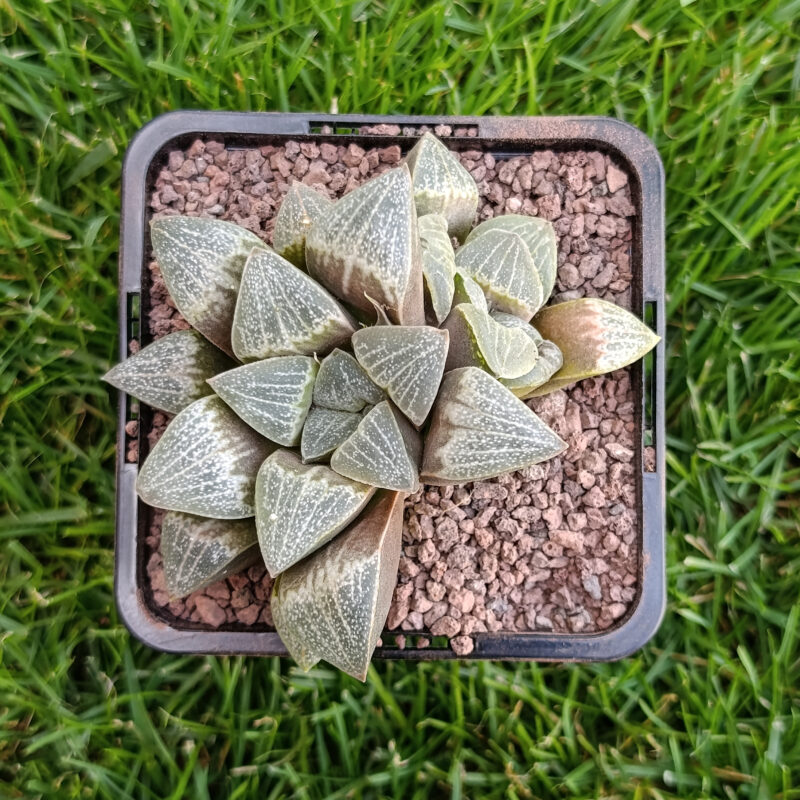 Haworthia hibrida