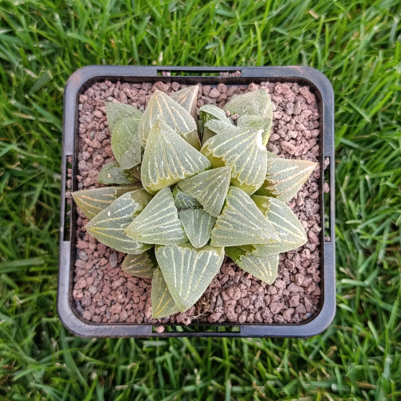 Haworthia hibrida