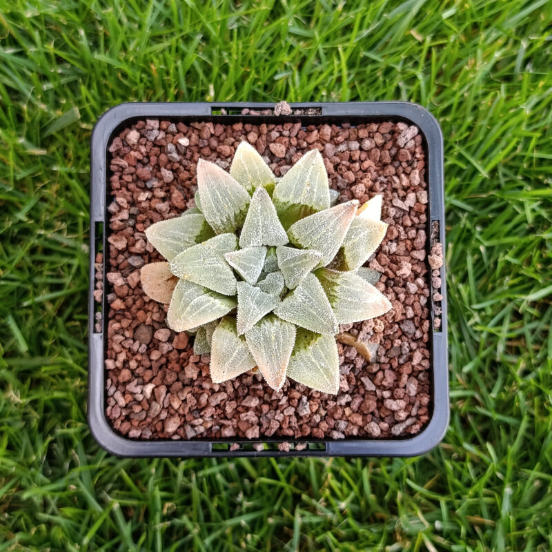 Haworthia pygmaea