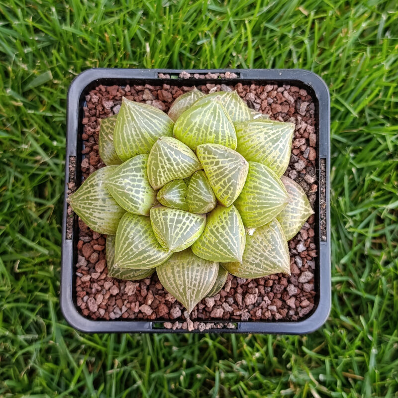 Haworthia comptoniana hibrida