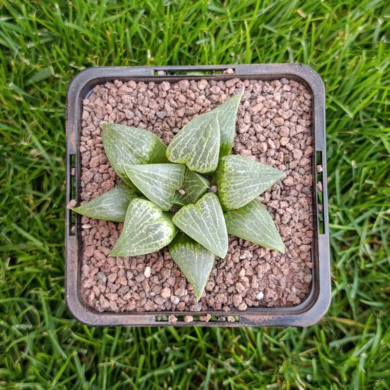Haworthia hibrida