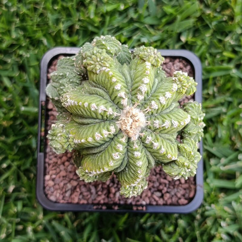 Aztekium ritteri (injertado)