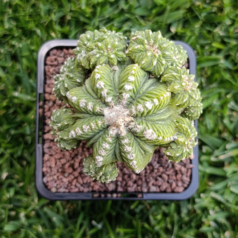 Aztekium