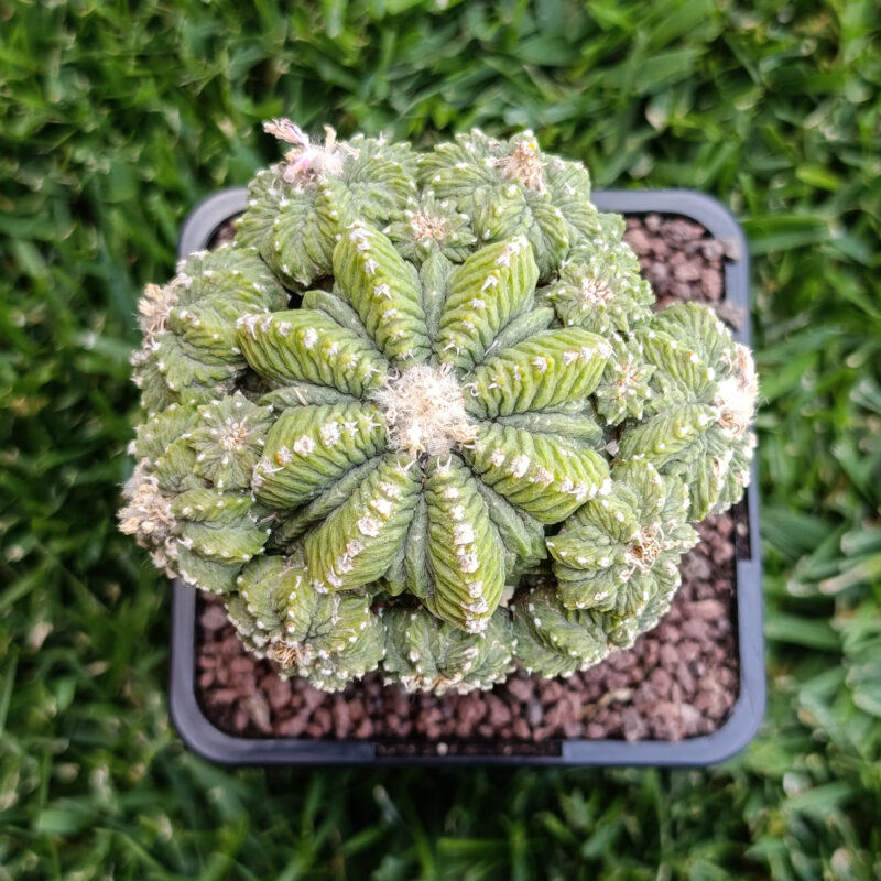 Aztekium ritteri (injertado)