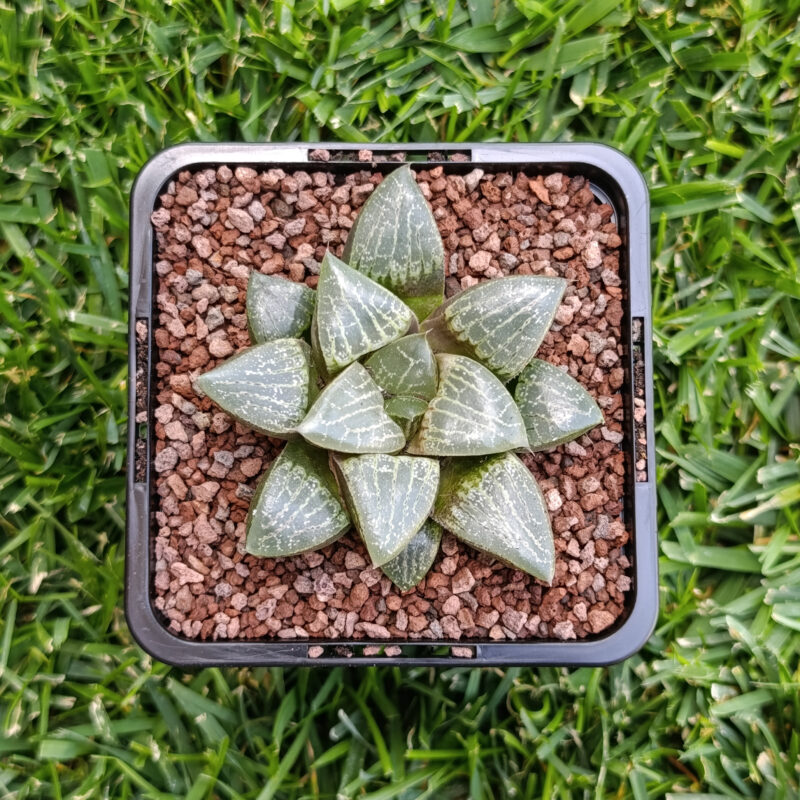 Haworthia hibrida
