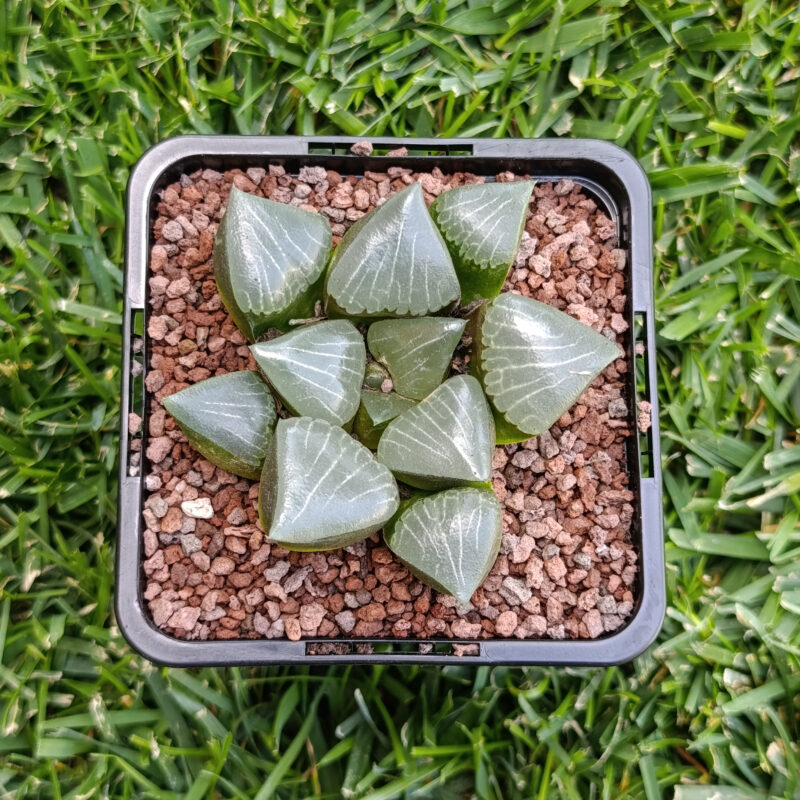 Haworthia
