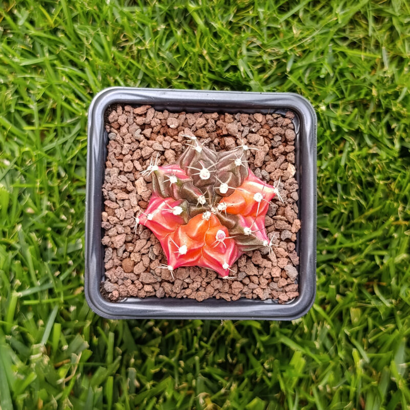 gymnocalycium variegata
