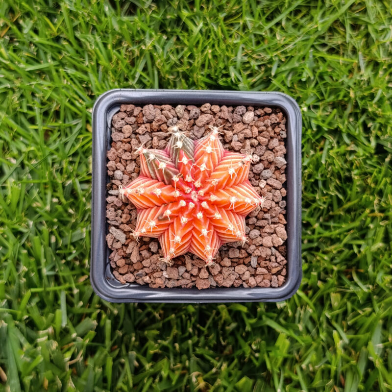 gymnocalycium variegata