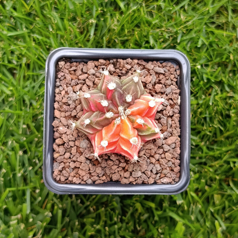 gymnocalycium variegata