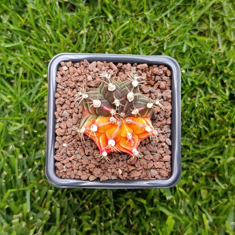 gymnocalycium variegata