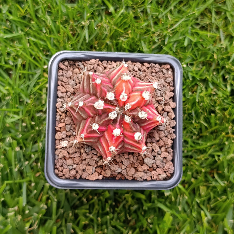 Gymnocalycium