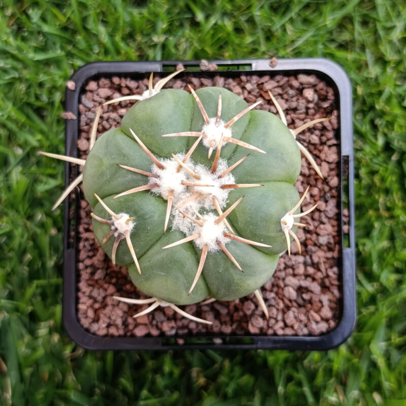Echinocactus horizonthalonius (injertado)